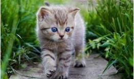 娱乐吃瓜酱猫条,揭秘娱乐圈那些不为人知的幕后故事