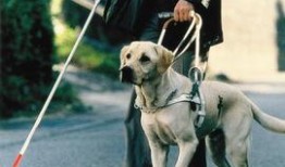 吃瓜娱乐赵小瞒导盲犬,吃瓜娱乐中的温暖瞬间