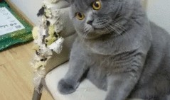 热点爆料蓝猫视频下载,揭秘热门爆料背后的下载攻略