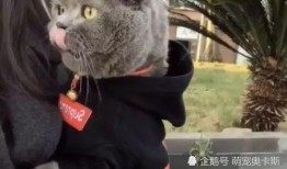 热点爆料蓝猫视频下载,揭秘热门爆料背后的下载攻略
