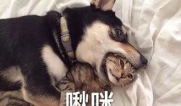 大哥爆料二哈视频大全集,二哈视频大全集，笑料横生欢乐多