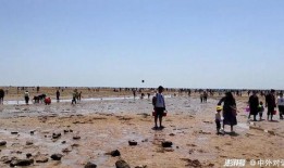 户外赶海爆料视频播放,揭秘海滩宝藏的户外探险之旅