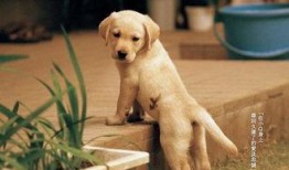 吃瓜娱乐赵小瞒导盲犬,吃瓜娱乐中的温暖瞬间