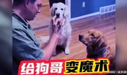网红狗哥爆料吃瓜视频大全,吃瓜视频大全大放送！
