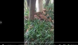 热心爆料视频,真实事件背后的惊人真相