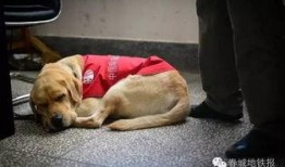 吃瓜娱乐赵小瞒导盲犬,吃瓜娱乐中的温暖瞬间