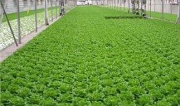 爆料养虾大棚视频大全图片,视频大全图片解析养殖奥秘