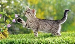 娱乐吃瓜酱猫条,揭秘娱乐圈那些不为人知的幕后故事