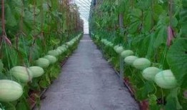 网红瓜的吃瓜群,吃瓜群背后的娱乐江湖