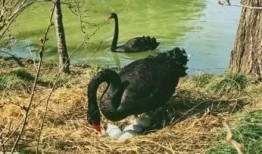 黑天鹅最新爆料视频播放,揭秘震撼视频背后的惊人真相