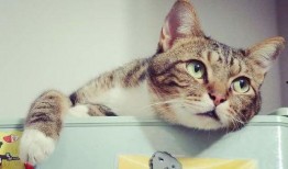 娱乐吃瓜酱猫条,揭秘娱乐圈那些不为人知的幕后故事