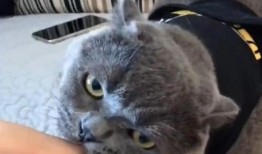 热点爆料蓝猫视频下载,揭秘热门爆料背后的下载攻略