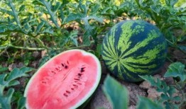 花样吃瓜小说全文免费阅读,宫廷秘闻里的宫廷美食传奇