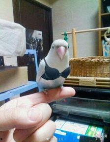 皮卡丘娱乐圈吃瓜,吃瓜群众眼中的萌宠明星