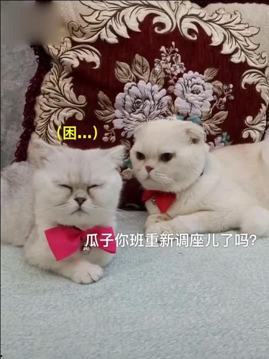 娱乐吃瓜君 刘二豆